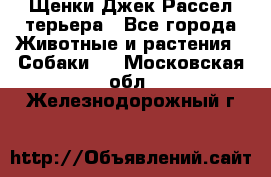 Щенки Джек Рассел терьера - Все города Животные и растения » Собаки   . Московская обл.,Железнодорожный г.